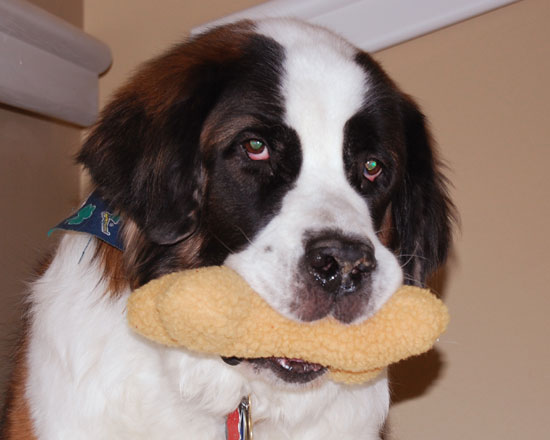 I HAS FUZZY BONE