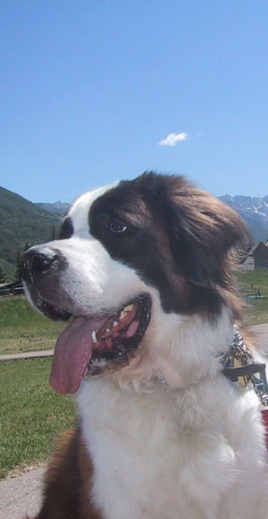 Sammie the St. Bernard in Vail