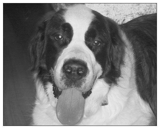 Sammie the St. Bernard - May 2004